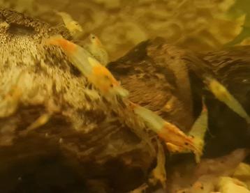 Neocaridina Orange Rili garnalen  beschikbaar voor biedingen