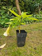Brugmansia (goed gewortelde planten), Ophalen, Minder dan 100 cm, Overige soorten, Zomer