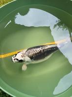 Japanse ghost koi prachtig van kleur 44cm