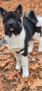 Amerikaanse akita pup, Dieren en Toebehoren, Rabiës (hondsdolheid), 15 weken tot 1 jaar, Eén hond, Nederland