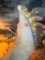 luipaard gekko, Hagedis, 0 tot 2 jaar
