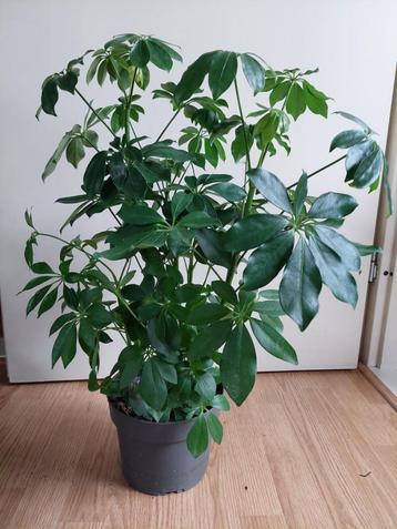 Schefflera Arboricola Compacta - Vingerplant H: 65 cm. beschikbaar voor biedingen