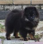 Pomeranian puppy(teefje) met NL/FCI stamboom, 8 tot 15 weken, Teef, Eén hond, Nederland