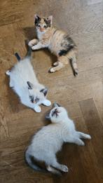 Kruising ragdoll kittens geboren 21 oktober, Dieren en Toebehoren, Meerdere dieren, Kortharig, 0 tot 2 jaar