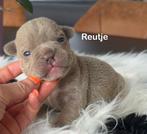 Prachtig nestje Franse Bulldog pups blauw / Isabella, Dieren en Toebehoren, Honden | Bulldogs, Pinschers en Molossers, België