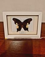 Taxidermie Vlinder - Neorina lowii neophyta, Ophalen of Verzenden