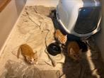 Kittens, goed verzorgd, Dieren en Toebehoren