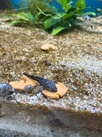 Jonge ancistrus, Dieren en Toebehoren, Vissen | Aquariumvissen, Vis, Zoetwatervis