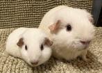 2 leuke cavia zeugjes, Dieren en Toebehoren, Knaagdieren, Cavia, Vrouwelijk, Januari, Tam