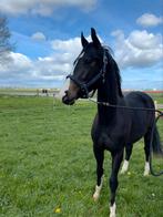 2 jarige Kjento, interessant voor sport en fokkerij., Dieren en Toebehoren, Paarden, Merrie, 0 tot 2 jaar, Dressuurpaard