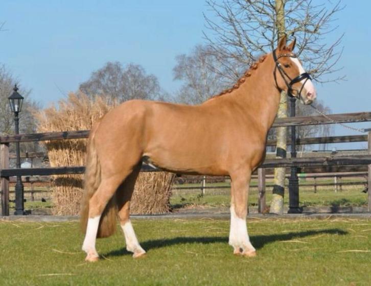 Super leuke lieve D pony (merrie), Dieren en Toebehoren, Pony's, Merrie, Zadelmak, 3 tot 6 jaar, Ontwormd, Ingeënt