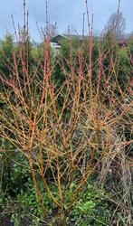 Cornus sanguinea ‘Midwinter Fire’, Zomer, Vaste plant, Overige soorten, Ophalen