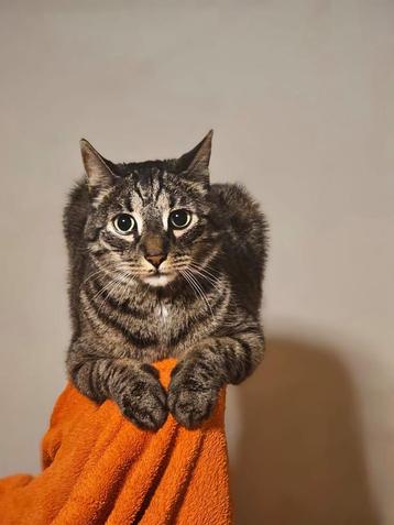Geweldige, wijze kater Max  beschikbaar voor biedingen