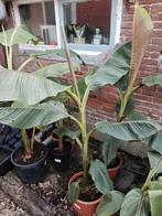 Musa sikkimensis 'red tiger', Ophalen, Volle zon, Vaste plant, Zomer