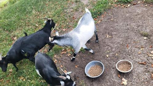 2 koppels dwerggeiten te koop., Dieren en Toebehoren, Schapen, Geiten en Varkens, Geit, Meerdere dieren