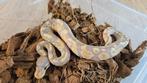Koningspythons NK 25, Dieren en Toebehoren, Slang, 0 tot 2 jaar