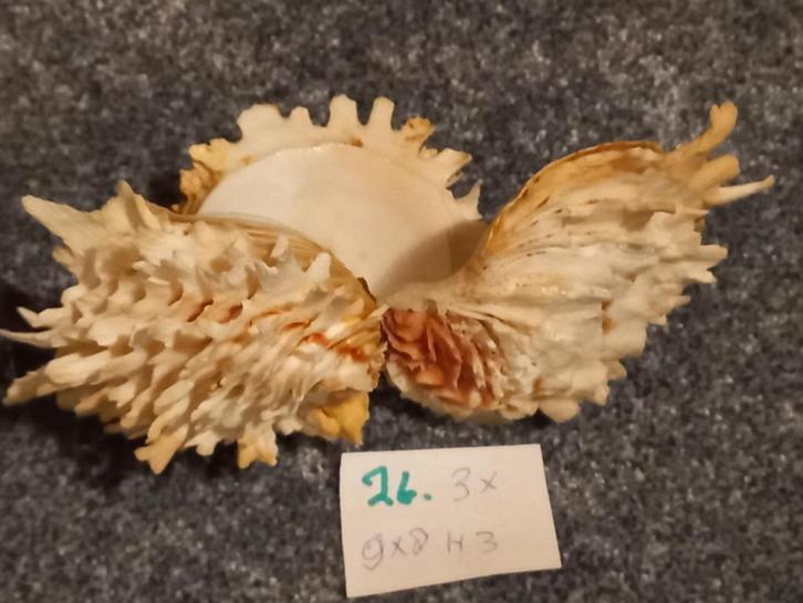 3 Mooie Chama `lazarus Schelpen. 9 x 8 cm. hoog 3 cm., Verzamelen, Mineralen en Fossielen, Schelp(en), Ophalen