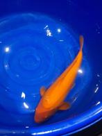 oranje goudvis koi karper benigoi, Dieren en Toebehoren, Karper of Koi
