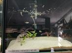 Rasbora hengeli, Vis