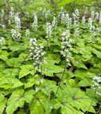 Tiarella Cordifolia | Schuimbloem | Chemievrij | P9, Bodembedekkers, Vaste plant, Ophalen of Verzenden, Halfschaduw