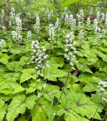Tiarella Cordifolia | Schuimbloem | Chemievrij | P9 beschikbaar voor biedingen