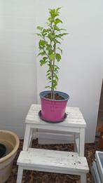 hibiscus, Tuin en Terras, Planten | Tuinplanten, Volle zon, Vaste plant, Zomer, Ophalen