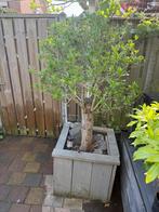 Olijfboom, Tuin en Terras, Planten | Bomen, Ophalen of Verzenden
