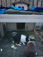 Konijnenhok, Dieren en Toebehoren, Ophalen, 110 cm of meer, Hok, 90 cm of meer