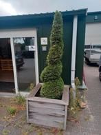Hardhouten bloembakken met conifeerspiraal, Tuin en Terras, Bloembakken en Plantenbakken, Ophalen, Gebruikt, Minder dan 60 cm