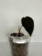 Alocasia Polly (3), Ophalen of Verzenden, Overige soorten, Minder dan 100 cm