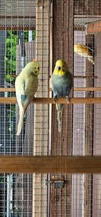 4 mooie koppels grasparkieten, Dieren en Toebehoren, Vogels | Parkieten en Papegaaien, Meerdere dieren, Parkiet