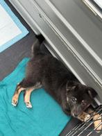 Puppies mix Japanse Spits & Jack Russel, Dieren en Toebehoren, Keeshond, 8 tot 15 weken, Parvo, Meerdere