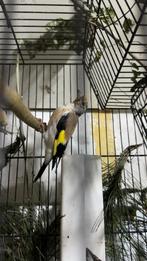 Majoor putter man, Mannelijk, Wildzangvogel, Geringd