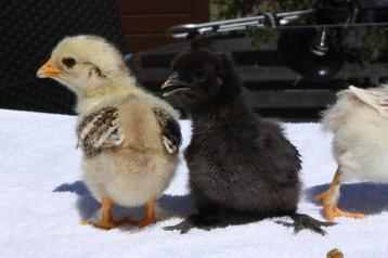 Cochin kuikens te koop beschikbaar voor biedingen