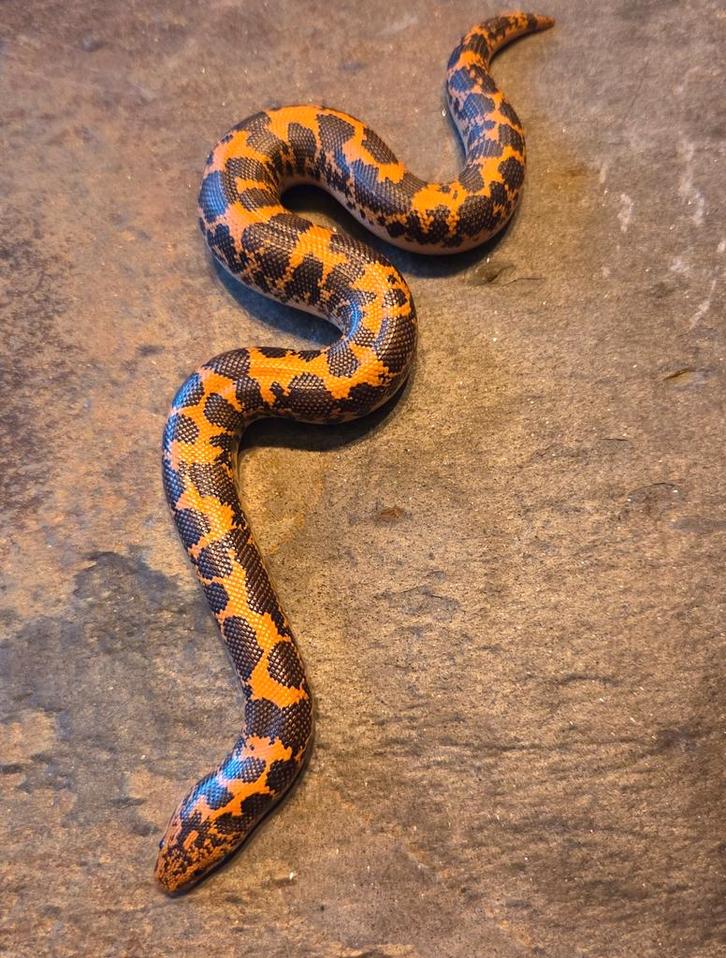 Keniaanse zandboa nk 25