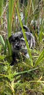 labrador pups in de kleuren leopard , zwart en blond, Dieren en Toebehoren, Honden | Retrievers, Spaniëls en Waterhonden, 8 tot 15 weken