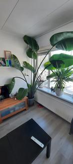 Grote Paradijsvogelplant - Groeit door plafond!, Ophalen