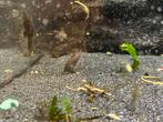 6 volwassen corydoras venezuela orange, Vis, Zoetwatervis, Schoolvis
