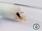 LASIUS FLAVUS | GELE WEIDEMIER KONINGIN 1-10 WERKSTERS