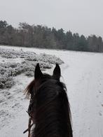 1 of 2 stallen gezocht, Dieren en Toebehoren, Stalling en Weidegang