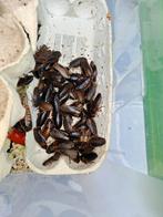 Per 50 Dubia's mix van Mannen en Vrouwen en bijna volwassen., Dieren en Toebehoren, Reptielen en Amfibieën, Hagedis, 0 tot 2 jaar