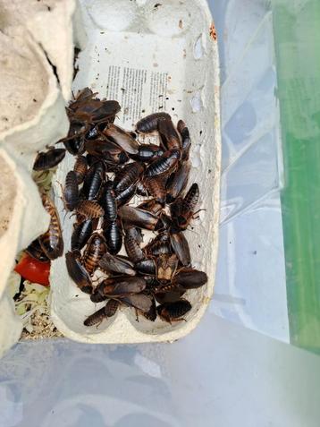 Per 50 Dubia's mix van Mannen en Vrouwen en bijna volwassen. beschikbaar voor biedingen