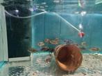 Green Terror Cichliden, Aequidens Rivulatus, Dieren en Toebehoren, Vissen | Aquariumvissen, Vis, Zoetwatervis