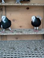 Turkse dönek(dolapçı) koppel, Dieren en Toebehoren, Vogels | Duiven, Meerdere dieren