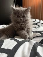 British Shorthair, Dieren en Toebehoren, Katten en Kittens | Raskatten | Korthaar