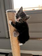 Lieve en goed verzorgde kitten (katertje), Dieren en Toebehoren, Katten en Kittens | Overige Katten, Kater