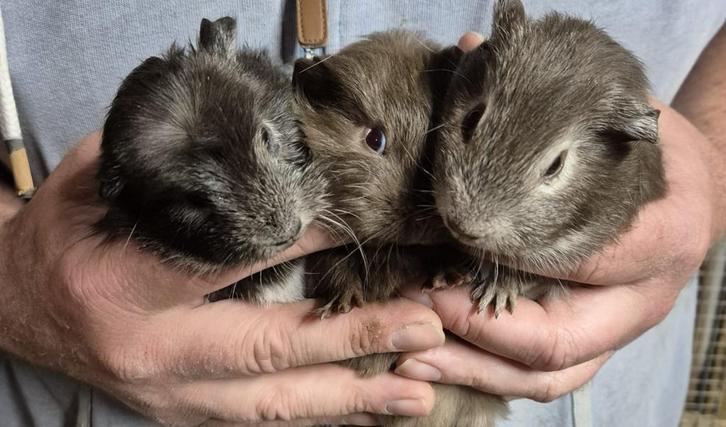 3 supermooie zeugjes., Dieren en Toebehoren, Knaagdieren, Vrouwelijk, Cavia, September, Tam