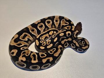 Hurricane orange dream dubbel het desert ghost clown beschikbaar voor biedingen