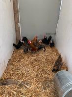 Mooie hollandse krielen te koop en java krielen, Dieren en Toebehoren, Meerdere dieren, Kip