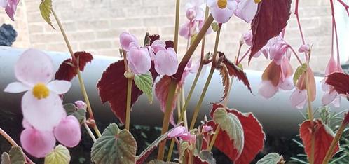 Begonia Grandis, Tuin en Terras, Bloembakken en Plantenbakken, Zo goed als nieuw, Hout, Tuin, Minder dan 60 cm, Rond, Ophalen